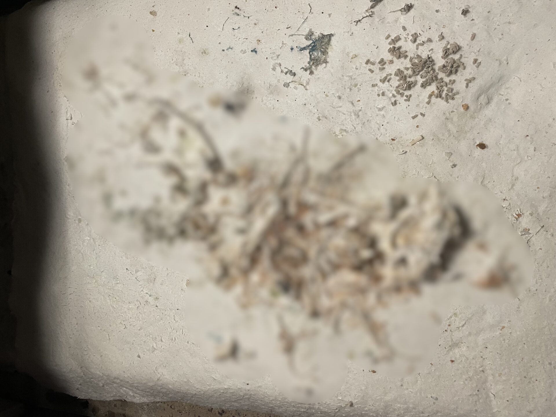 京都市右京区で交通事故で亡くなった猫ちゃんをお見送りしました